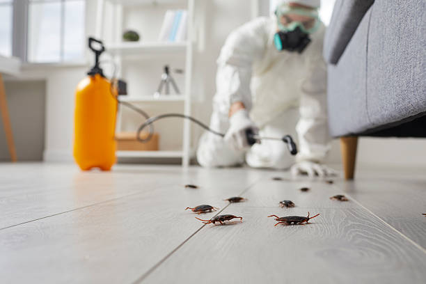 Commercial Rodent Management in Fritch